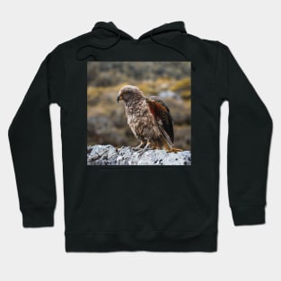 Kea Bird Showing its Colorful Wings in the Mountains of New Zealand Hoodie